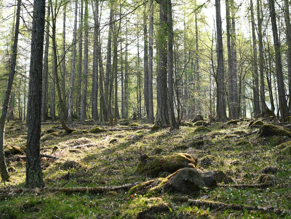 Bosco di larici in primavera, Colle del Lys