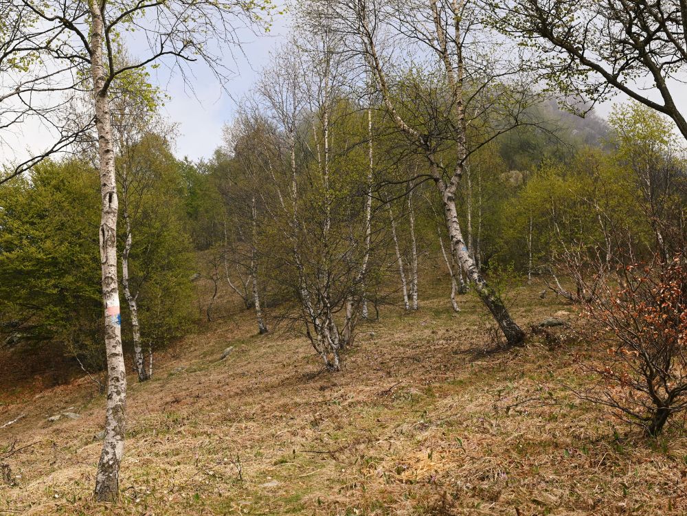Betulle lungo il Sentiero del Partigiano