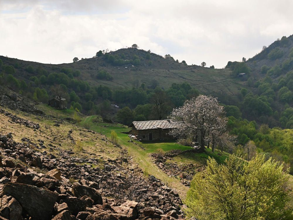 Baita e ciliegio in fiore sul Sentiero del Partigiano per il Colle Grisoni